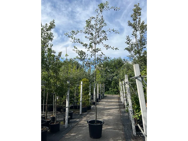 3x steeneik, quercus ilex, hoogstam, wintergroen, ca. 3.5 m hoog - afbeelding 3 van  3