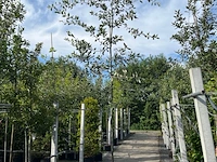 3x steeneik, quercus ilex, hoogstam, wintergroen, ca. 3.5 m hoog - afbeelding 3 van  3