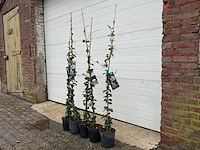3x toscaanse jasmijn - trachelospermum jasminoides - hoogte ca. 130 cm (let op 3 stuks) - afbeelding 2 van  4