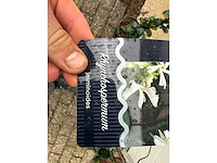 3x toscaanse jasmijn - trachelospermum jasminoides - hoogte ca. 130 cm (let op 3 stuks) - afbeelding 4 van  4