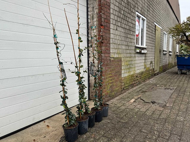 3x toscaanse jasmijn - trachelospermum jasminoides - hoogte ca. 130 cm (let op 3 stuks!) - afbeelding 3 van  4