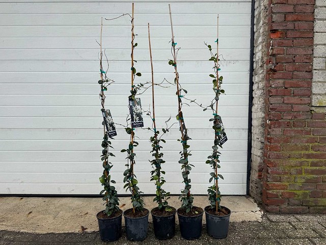 3x toscaanse jasmijn - trachelospermum jasminoides - hoogte ca. 130 cm - afbeelding 1 van  4