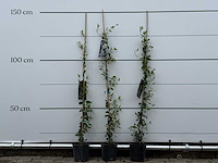 3x toscaanse jasmijn s - trachelospermum jasminoides - hoogte ca. 150 cm - afbeelding 1 van  6