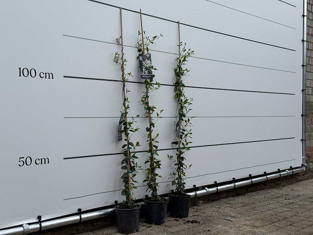 3x toscaanse jasmijn s - trachelospermum jasminoides - hoogte ca. 150 cm - afbeelding 4 van  6
