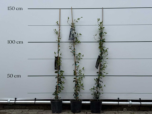 3x toscaanse jasmijn s - trachelospermum jasminoides - hoogte ca. 150 cm - afbeelding 1 van  5