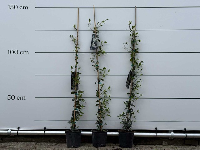 3x toscaanse jasmijn s - trachelospermum jasminoides - hoogte ca. 150 cm - afbeelding 2 van  5