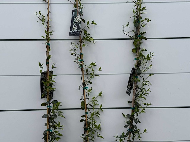 3x toscaanse jasmijn s - trachelospermum jasminoides - hoogte ca. 150 cm - afbeelding 4 van  5