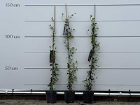 3x toscaanse jasmijn s - trachelospermum jasminoides - hoogte ca. 180 cm - afbeelding 3 van  6