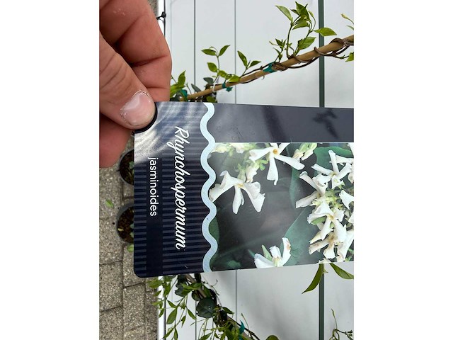 3x toscaanse jasmijn s - trachelospermum jasminoides - hoogte ca. 180 cm - afbeelding 2 van  6