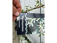 3x toscaanse jasmijn s - trachelospermum jasminoides - hoogte ca. 180 cm - afbeelding 2 van  6
