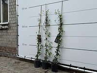 3x toscaanse jasmijn s - trachelospermum jasminoides - hoogte ca. 180 cm - afbeelding 4 van  6