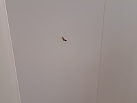 3x vakkenkast ikea, kallax, wit - afbeelding 3 van  6