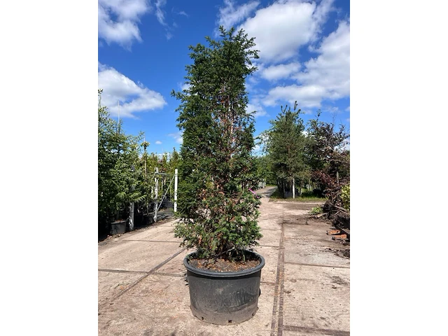 3x venijnboom, taxus baccata, haagplant, wintergroen, ca. 300-350 cm hoog - afbeelding 1 van  2
