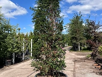 3x venijnboom, taxus baccata, haagplant, wintergroen, ca. 300-350 cm hoog