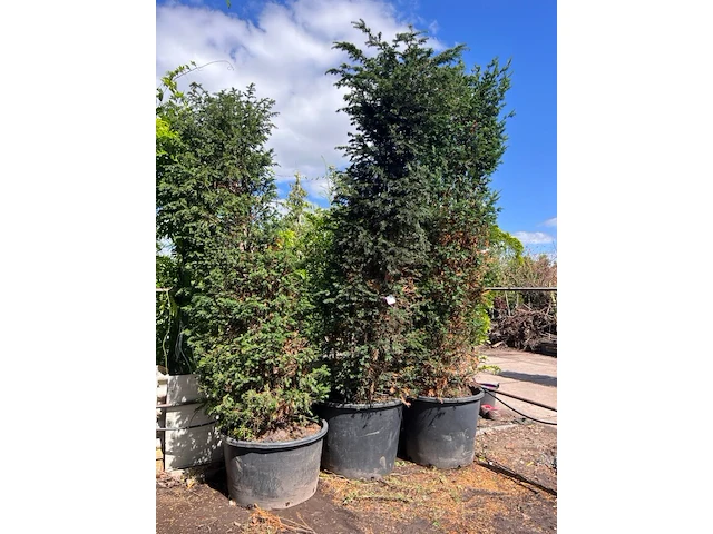 3x venijnboom, taxus baccata, haagplant, wintergroen, ca. 300-350 cm hoog - afbeelding 2 van  2