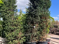 3x venijnboom, taxus baccata, haagplant, wintergroen, ca. 300-350 cm hoog - afbeelding 2 van  2