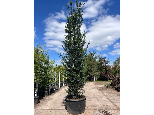 3x venijnboom, taxus baccata, haagplant, wintergroen, ca. 375-425 cm hoog - afbeelding 1 van  2