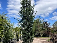 3x venijnboom, taxus baccata, haagplant, wintergroen, ca. 375-425 cm hoog