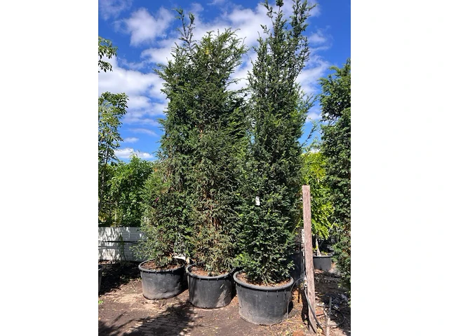 3x venijnboom, taxus baccata, haagplant, wintergroen, ca. 375-425 cm hoog - afbeelding 2 van  2