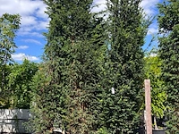 3x venijnboom, taxus baccata, haagplant, wintergroen, ca. 375-425 cm hoog - afbeelding 2 van  2