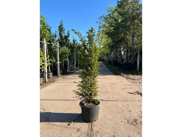 3x venijnboom, taxus baccata, haagplant, wintergroen, ca. 75-100 cm hoog - afbeelding 1 van  3