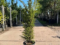 3x venijnboom, taxus baccata, haagplant, wintergroen, ca. 75-100 cm hoog