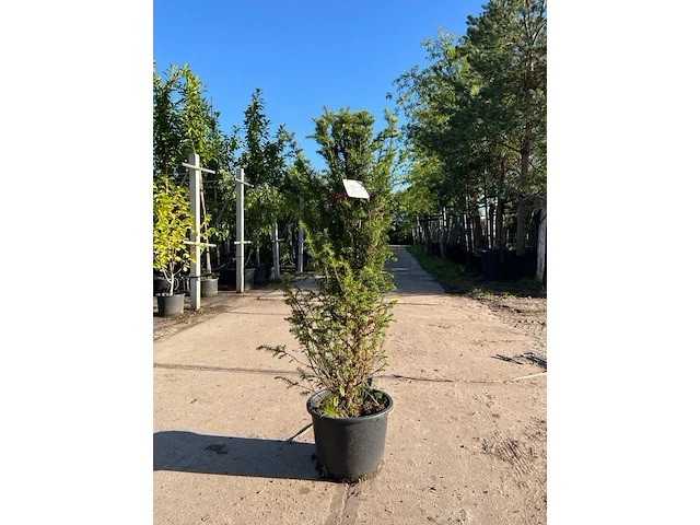 3x venijnboom, taxus baccata, haagplant, wintergroen, ca. 75-100 cm hoog - afbeelding 2 van  3