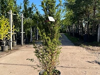3x venijnboom, taxus baccata, haagplant, wintergroen, ca. 75-100 cm hoog - afbeelding 2 van  3