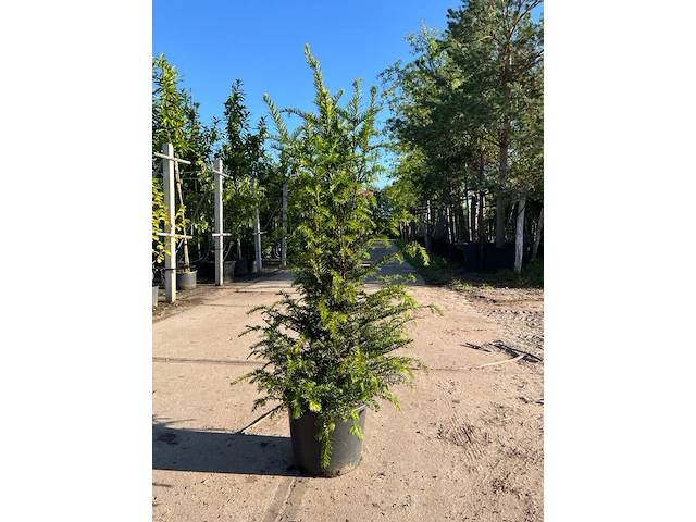3x venijnboom, taxus baccata, haagplant, wintergroen, ca. 75-100 cm hoog - afbeelding 3 van  3