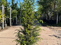 3x venijnboom, taxus baccata, haagplant, wintergroen, ca. 75-100 cm hoog - afbeelding 3 van  3
