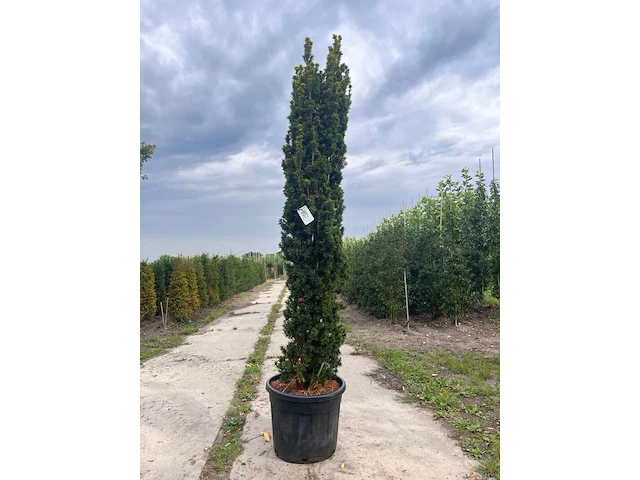 3x venijnboom, taxus 'fastigiata aurea', zuilvorm, wintergroen, ca. 200 cm hoog - afbeelding 1 van  2