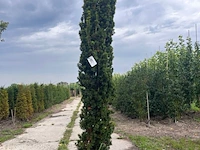 3x venijnboom, taxus 'fastigiata aurea', zuilvorm, wintergroen, ca. 200 cm hoog