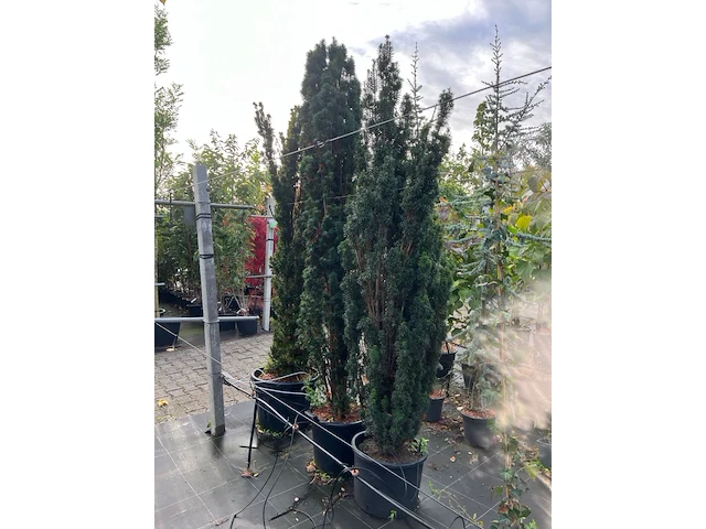 3x venijnboom, taxus 'fastigiata aurea', zuilvorm, wintergroen, ca. 200 cm hoog - afbeelding 2 van  2