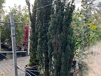 3x venijnboom, taxus 'fastigiata aurea', zuilvorm, wintergroen, ca. 200 cm hoog - afbeelding 2 van  2