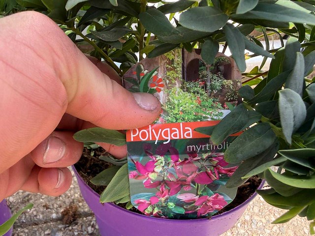 3x vleugeltjesbloem - polygala myrtifolia - hoogte ca. 30 cm - afbeelding 5 van  5