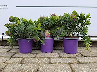 3x vleugeltjesbloem - polygala myrtifolia - hoogte ca. 30 cm - afbeelding 1 van  3