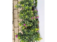 3x vleugeltjesbloem - polygala myrtifolia - hoogte ca. 30 cm - afbeelding 4 van  5