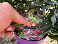 3x vleugeltjesbloem - polygala myrtifolia - hoogte ca. 30 cm - afbeelding 5 van  5