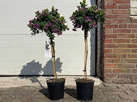 3x vleugeltjesbloem op stam - polygala myrtifolia - hoogte ca. 70 cm - afbeelding 1 van  3