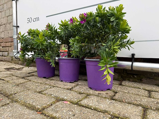 3x vleugeltjesbloem struik - polygala myrtifolia - hoogte ca. 30 cm - afbeelding 2 van  4
