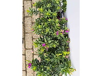 3x vleugeltjesbloem struik - polygala myrtifolia - hoogte ca. 30 cm - afbeelding 4 van  4