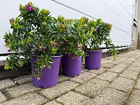 3x vleugeltjesbloem struik - polygala myrtifolia - hoogte ca. 30 cm - afbeelding 3 van  4