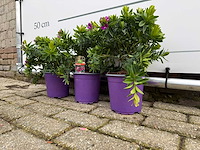 3x vleugeltjesbloem struik - polygala myrtifolia - hoogte ca. 30 cm - afbeelding 2 van  4