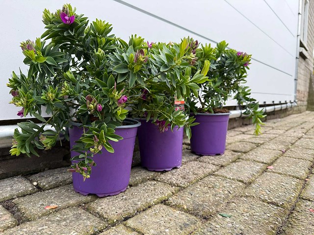 3x vleugeltjesbloem struik - polygala myrtifolia - hoogte ca. 30 cm - afbeelding 3 van  4