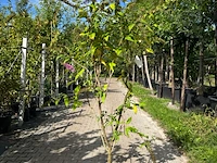 3x vlinderstruik, buddleja 'border beauty', sierheester, roze/paarse bloei, ca. 175 cm hoog