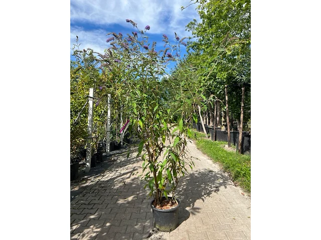 3x vlinderstruik, buddleja 'border beauty', sierheester, roze/paarse bloei, ca. 175 cm hoog - afbeelding 2 van  4