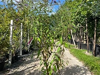 3x vlinderstruik, buddleja 'border beauty', sierheester, roze/paarse bloei, ca. 175 cm hoog - afbeelding 2 van  4