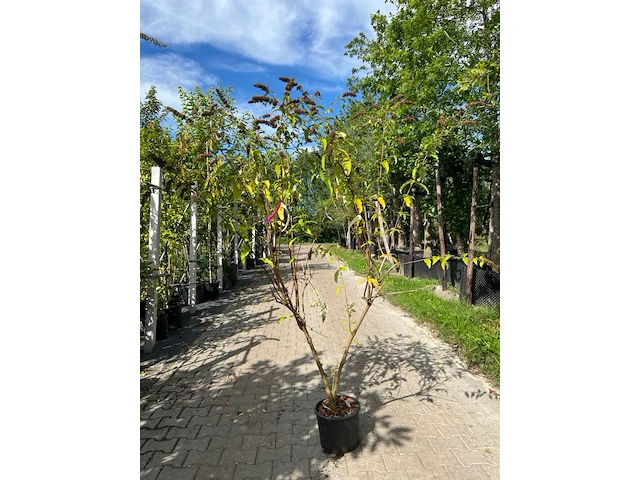 3x vlinderstruik, buddleja 'border beauty', sierheester, roze/paarse bloei, ca. 175 cm hoog - afbeelding 3 van  4