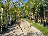 3x vlinderstruik, buddleja 'border beauty', sierheester, roze/paarse bloei, ca. 175 cm hoog - afbeelding 3 van  4
