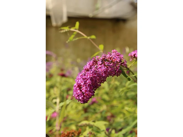 3x vlinderstruik, buddleja 'border beauty', sierheester, roze/paarse bloei, ca. 175 cm hoog - afbeelding 4 van  4